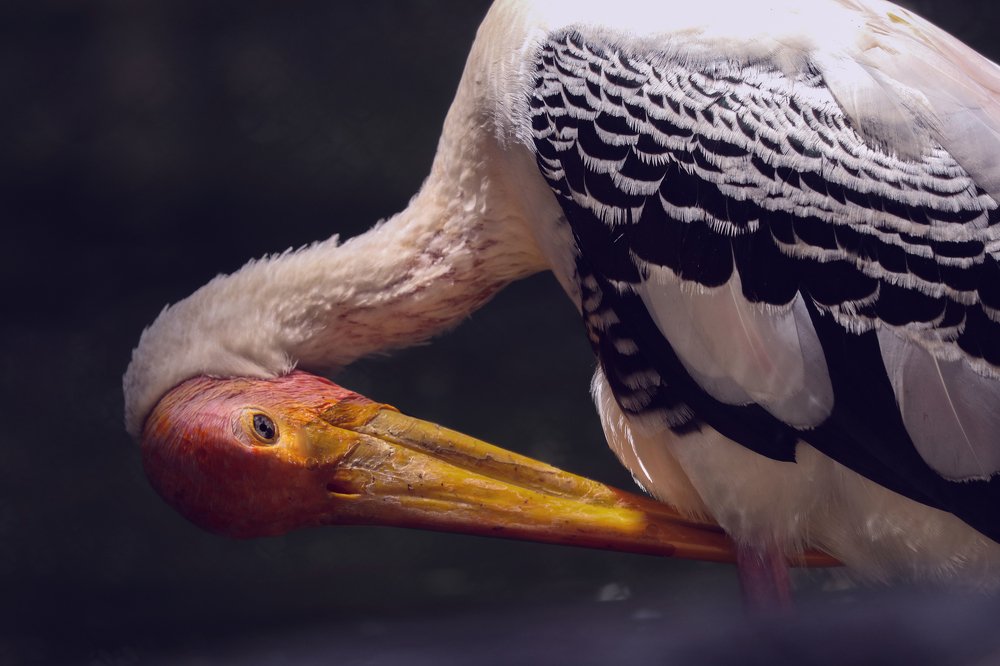 Photograph by Shubham Singh