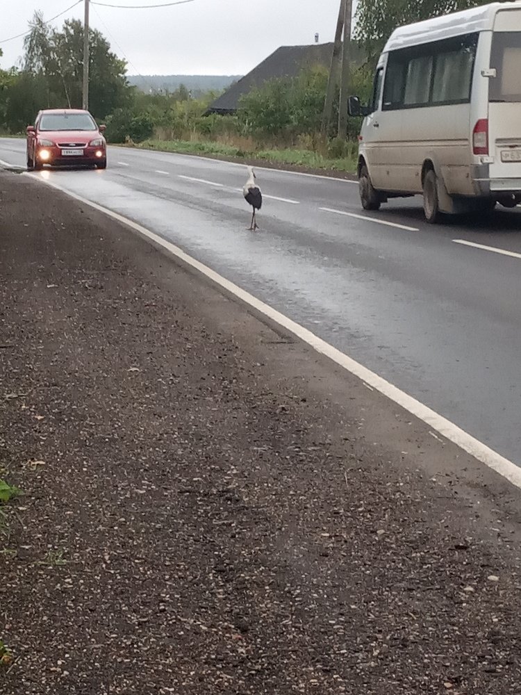 Photograph by Любовь Шаврина