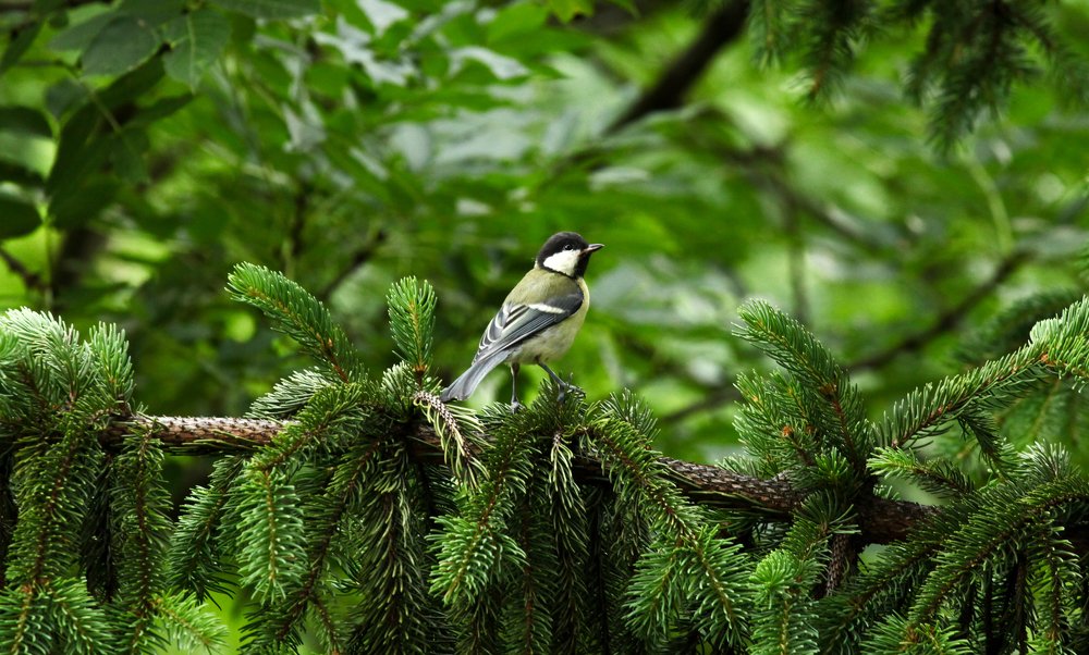 Photograph by Ivaylo Grigorov