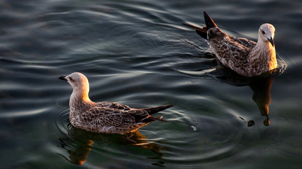Photograph by Ivaylo Grigorov