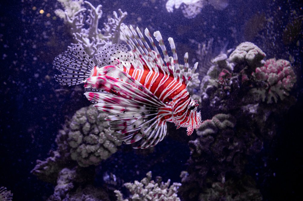 Photograph by Ali Abu Ras