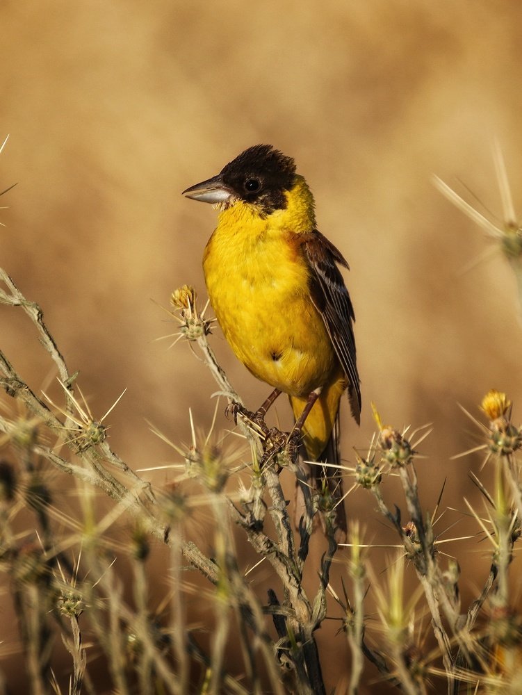 Photograph by Mazdak Haghshenas