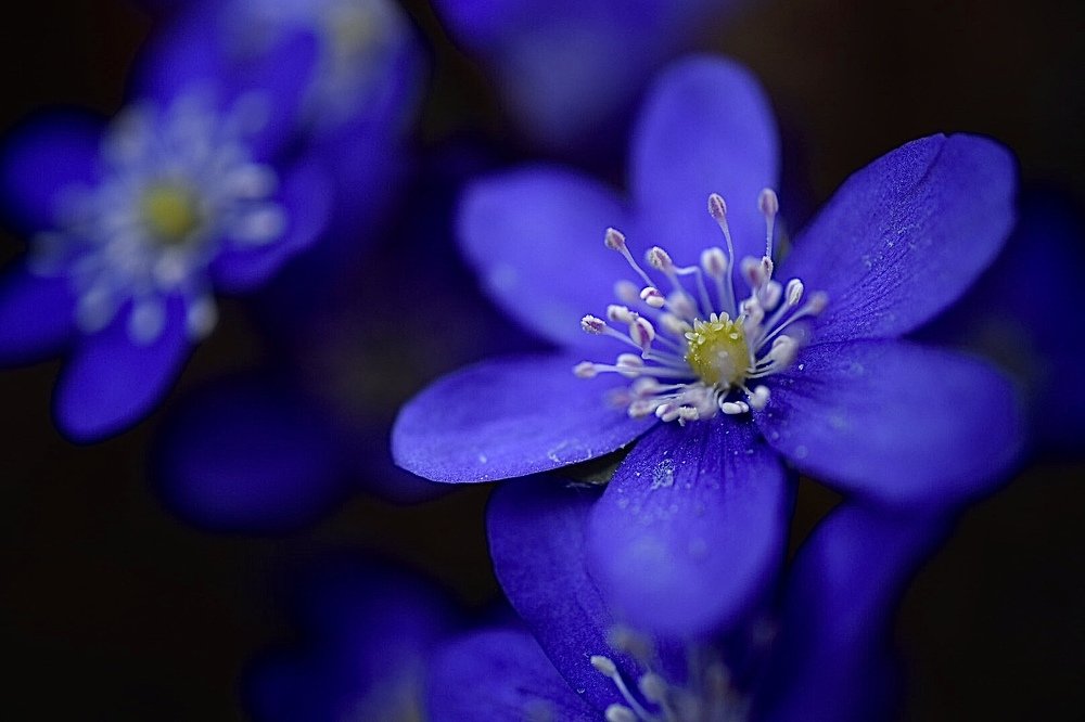 Photograph by Donalda La Fey