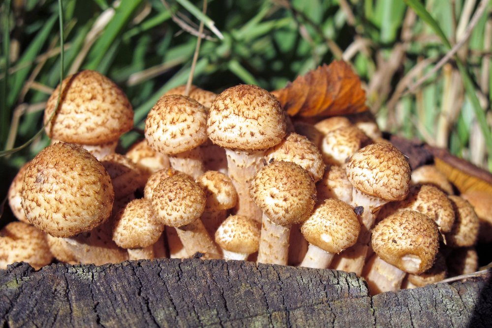 Дружная семейка