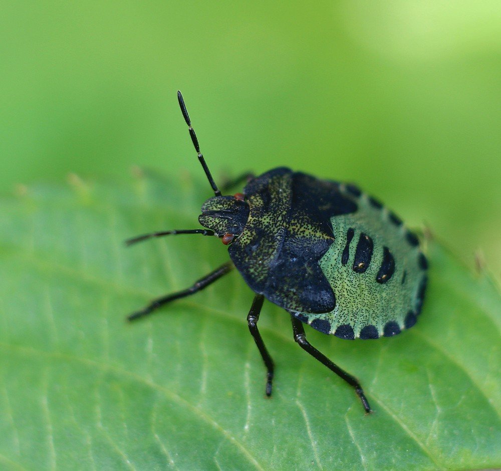 Зелёное на зелёном.