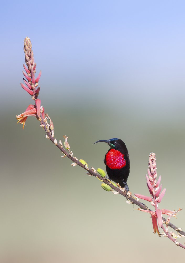 Scarlet Chested Sunbird