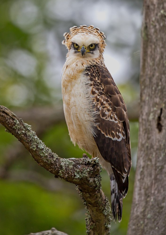 Crested Serpent Eagle