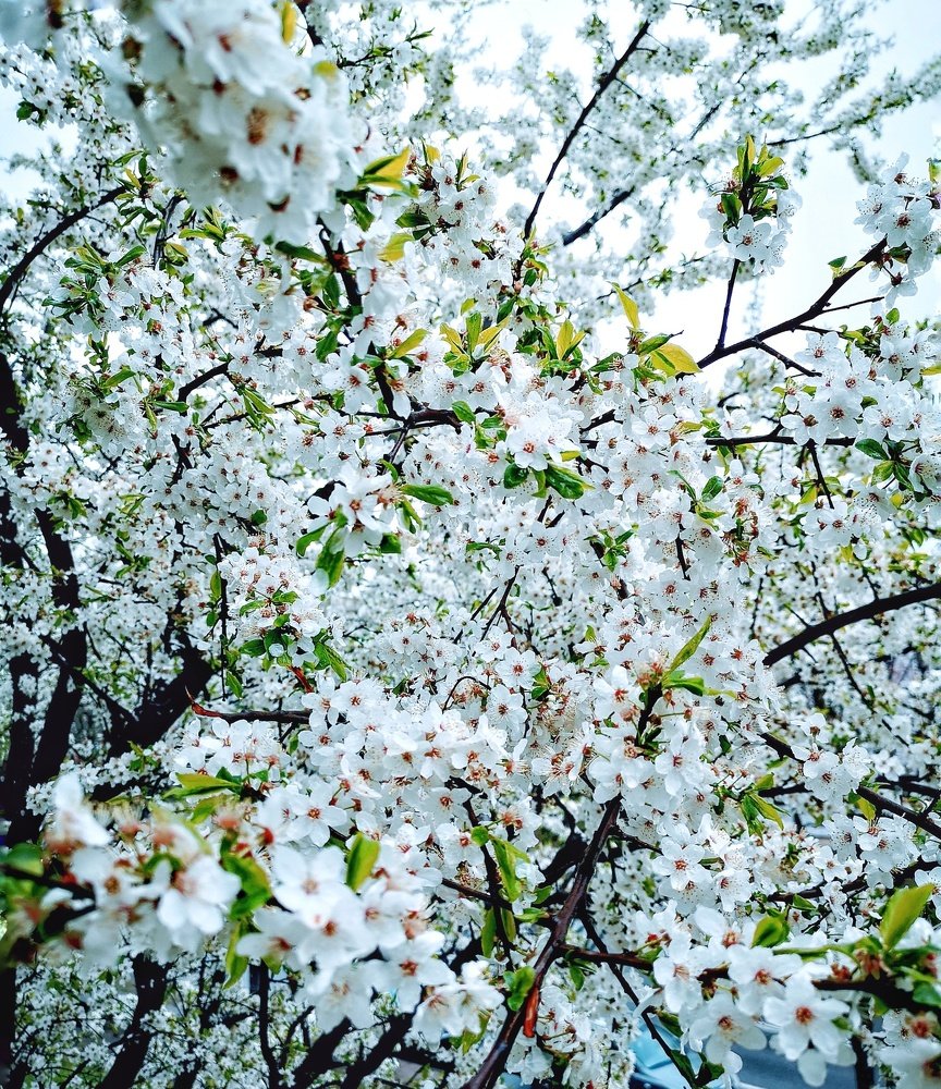 Photograph by Алексей Сащеко