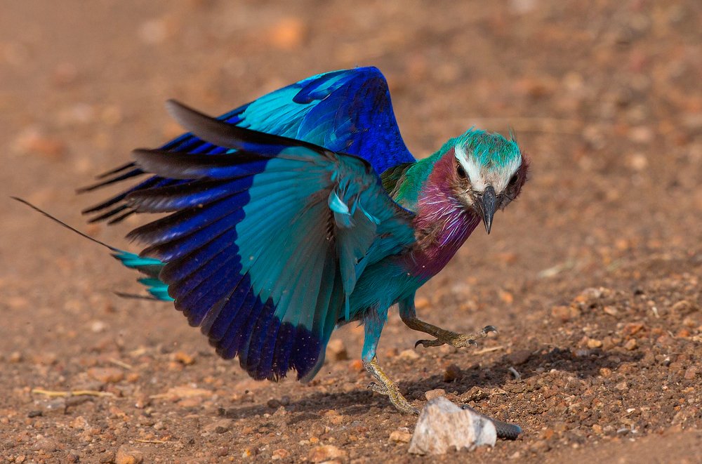 Lilac breasted Roller