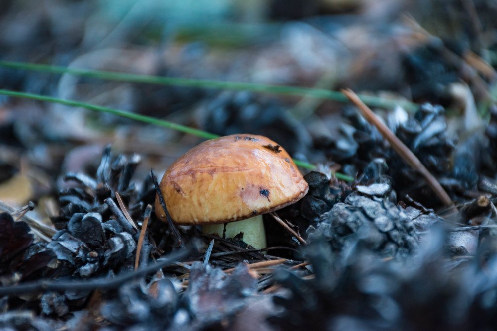 Photograph by Елена Прохорова