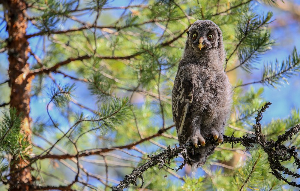 Понедельник день тяжёлый.