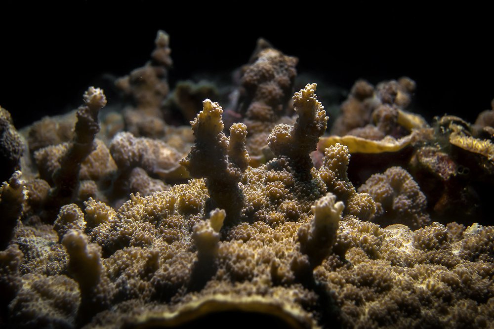 Текстуры подводного мира