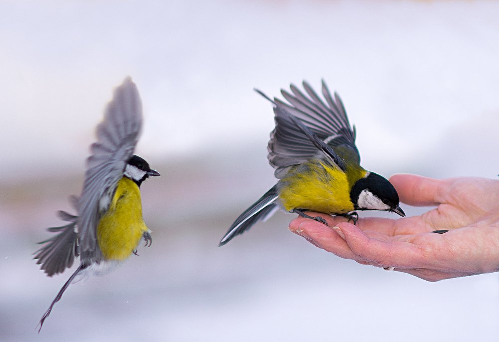 Photograph by Сергей Шварцман