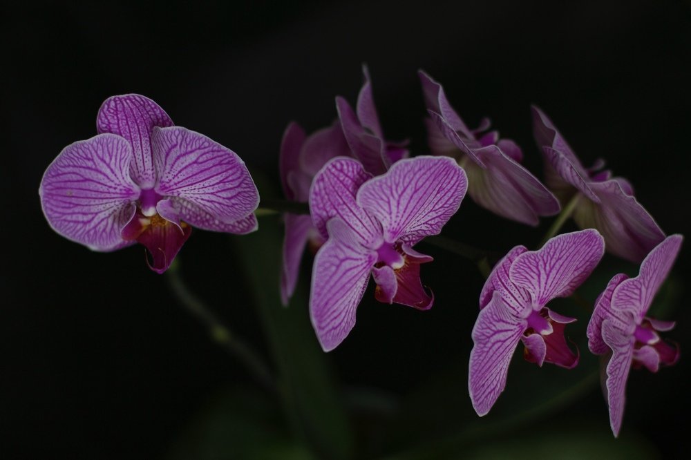 Бабочки (Butterflies)