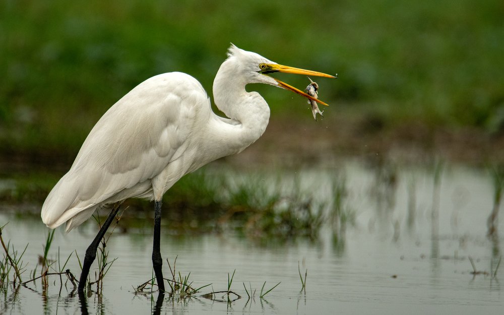 Photograph by Nabarun Majumdar