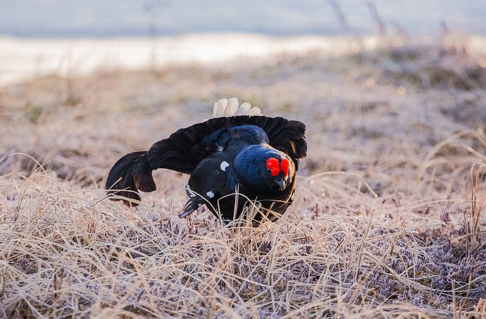 На тетеревином току.