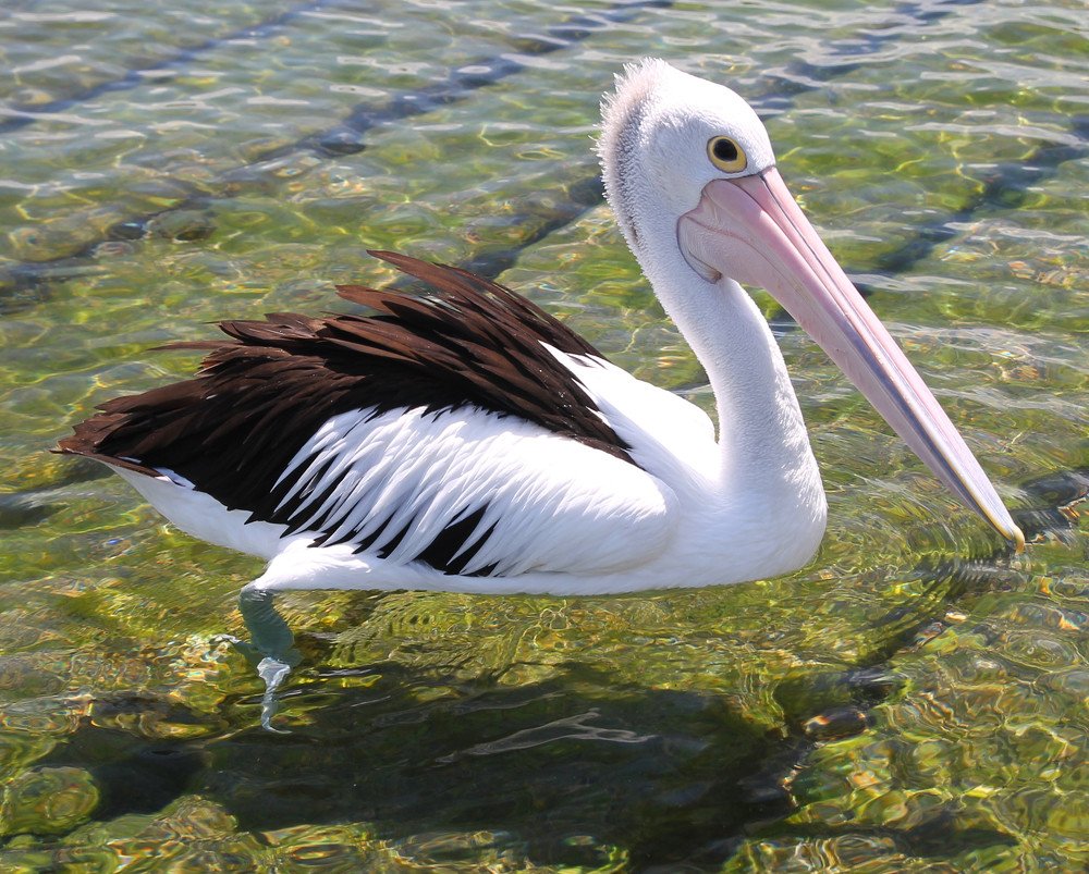Pelican