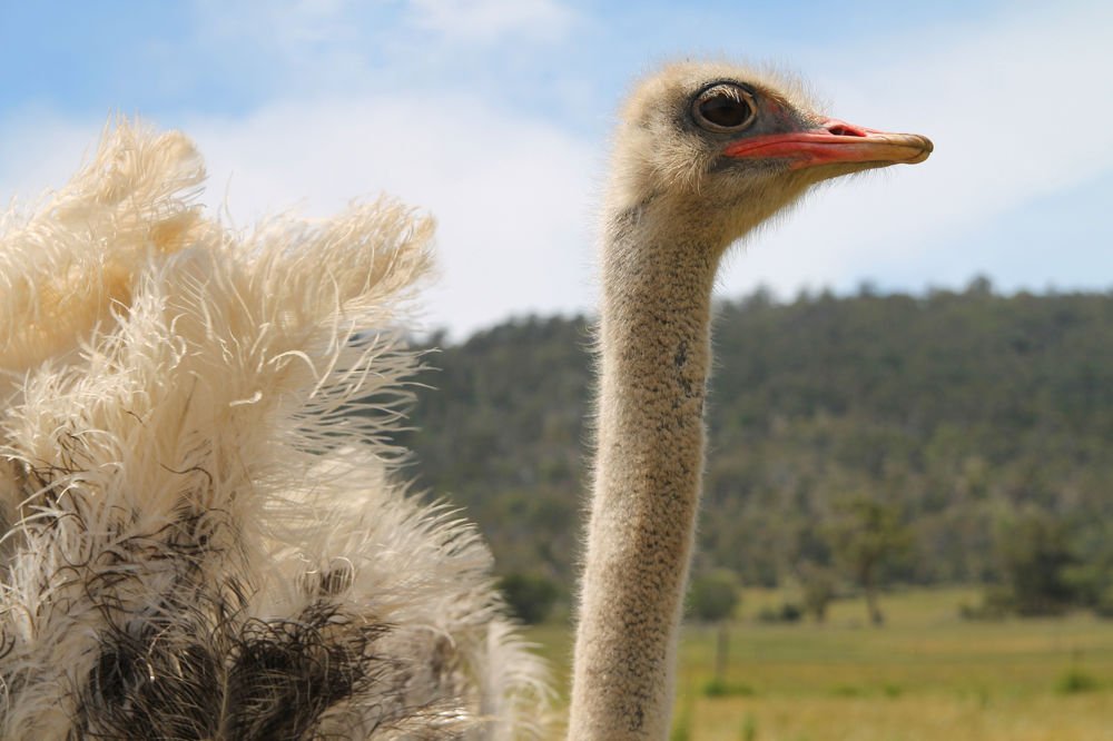 Ostrich