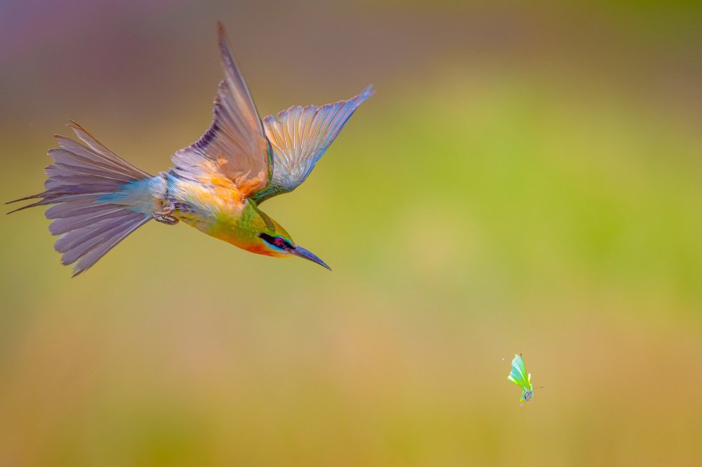 Photograph by Rin Võ