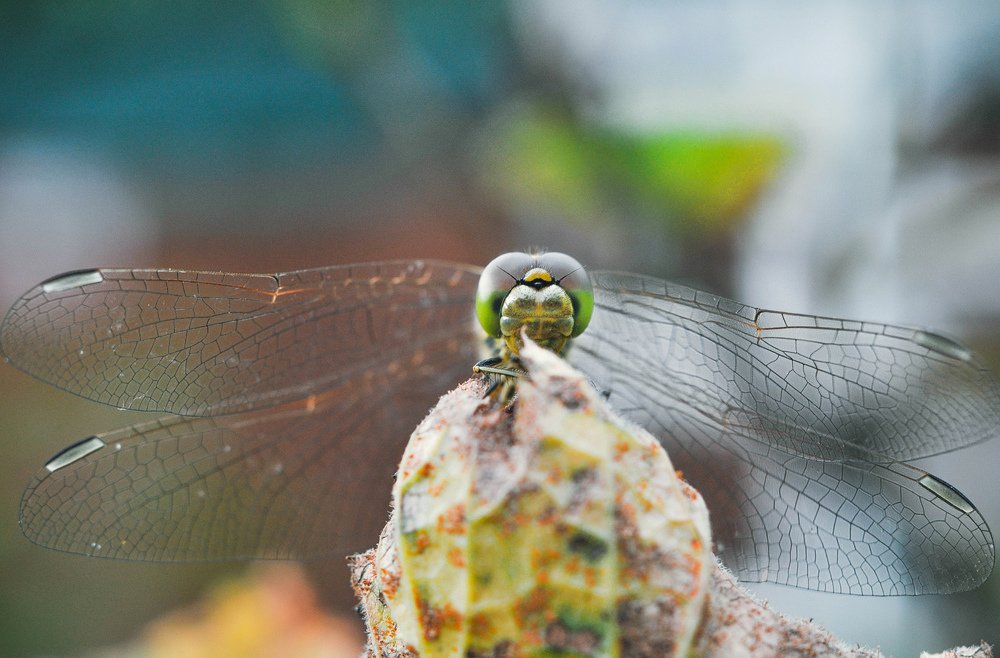 Photograph by Олеся zme