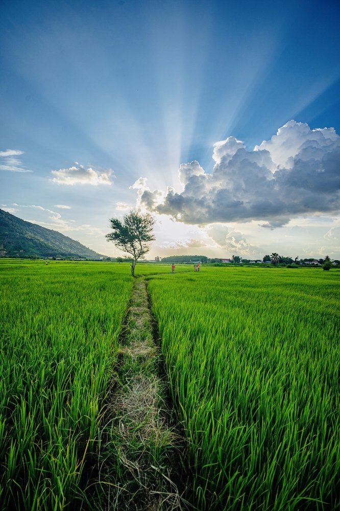 Photograph by Trung Duong