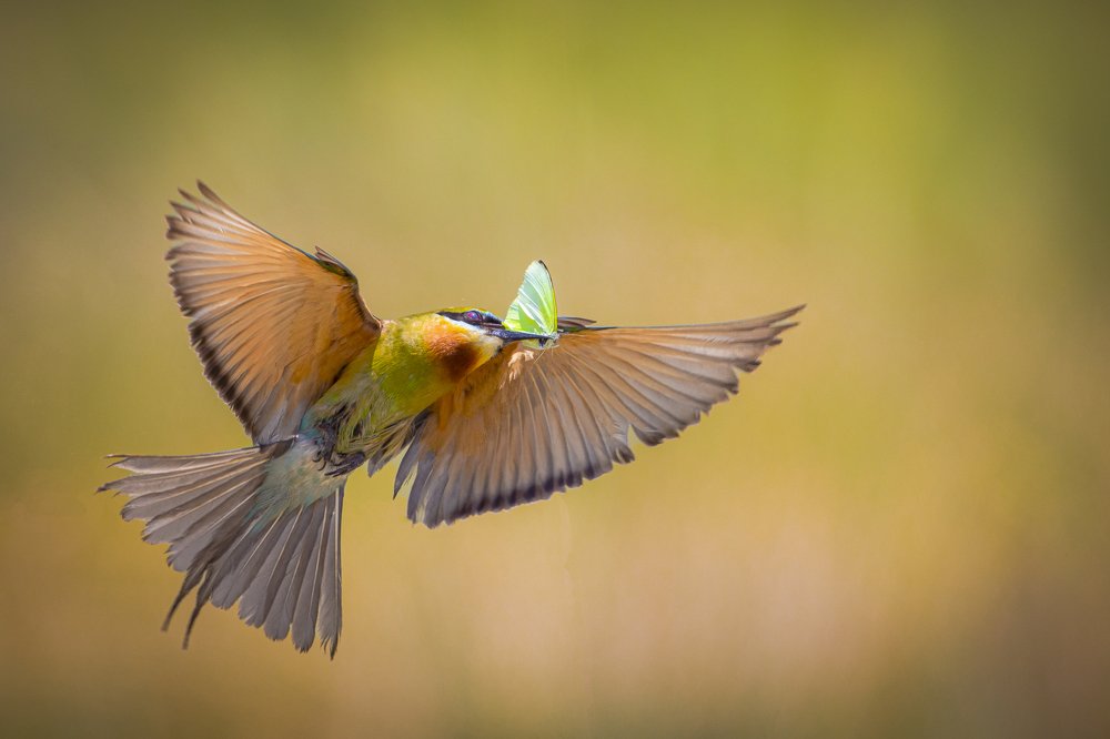 Photograph by Rin Võ