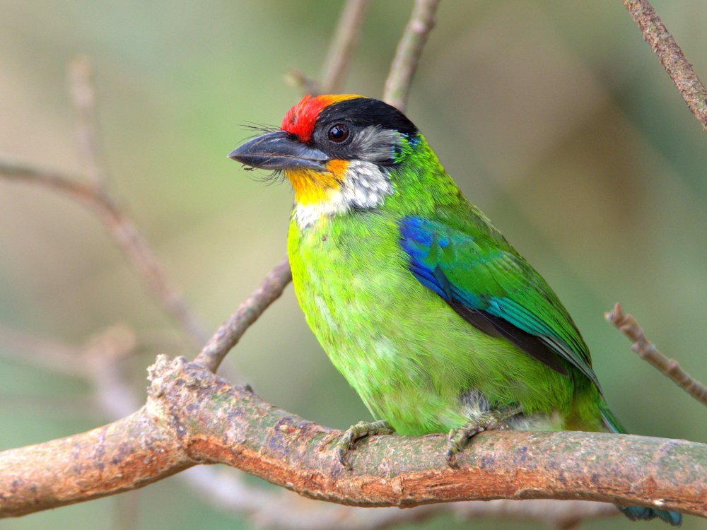 Photograph by Kushal Sharma