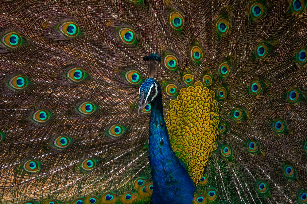 Photograph by Pakalon Janakan