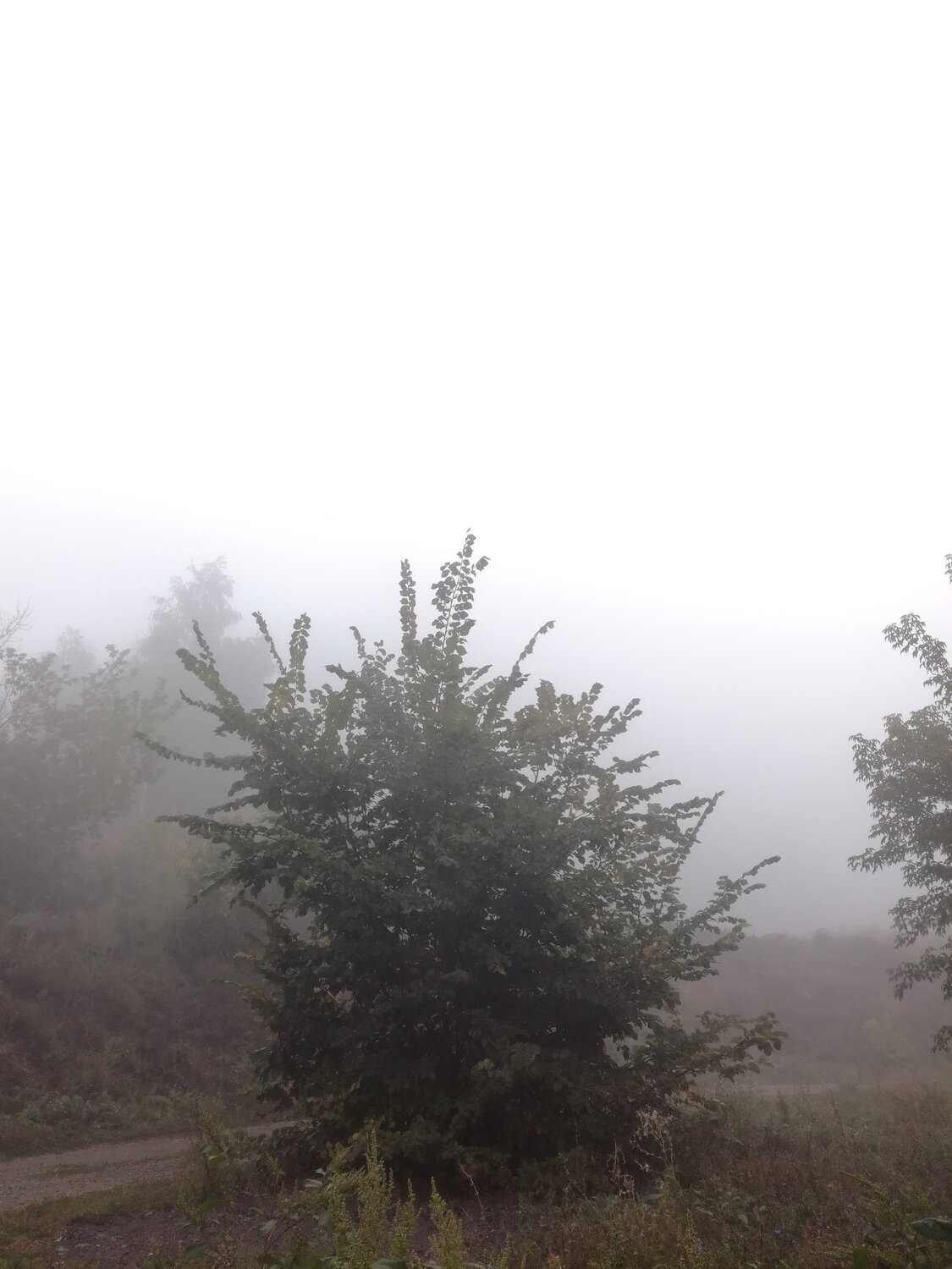 Photo #4961015