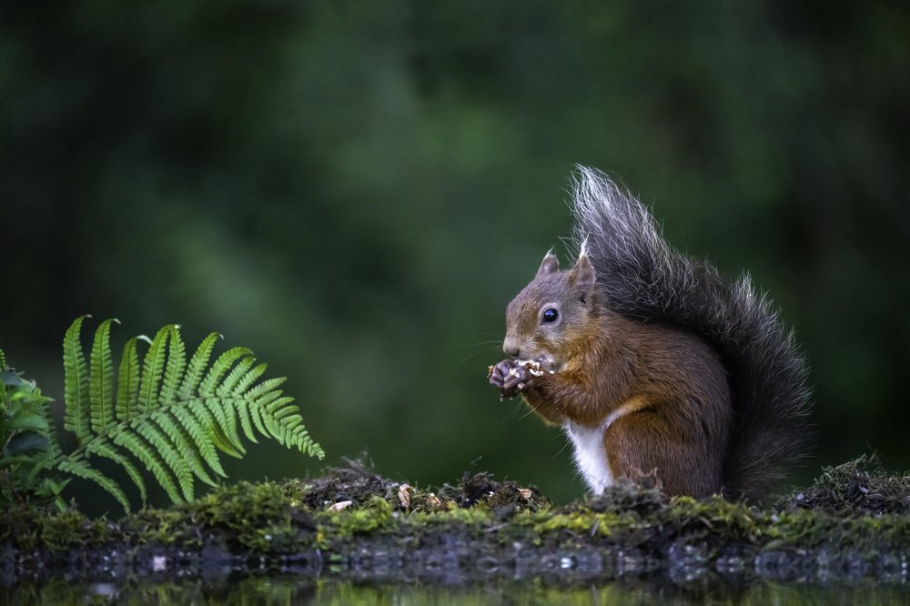 Red Squirrel