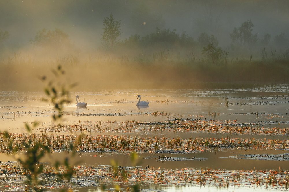Лебеди. Закат. Туман // Swans. Sunset. Fog.