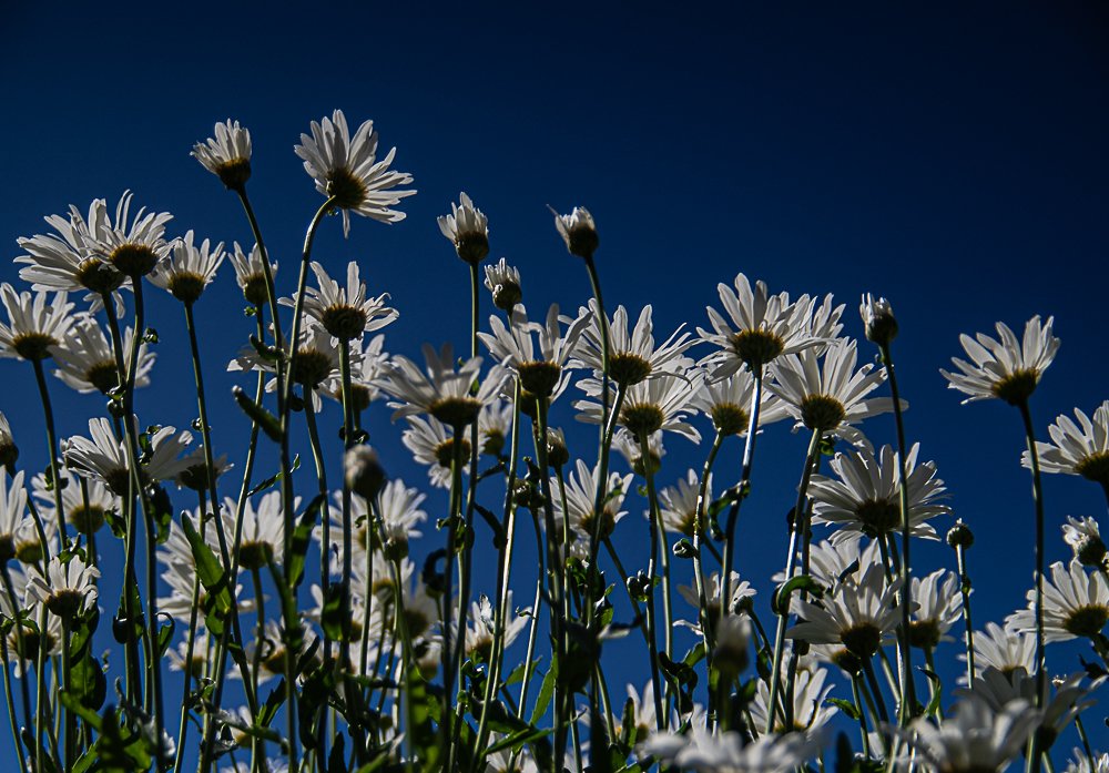 Облака, белокрылые лошадки