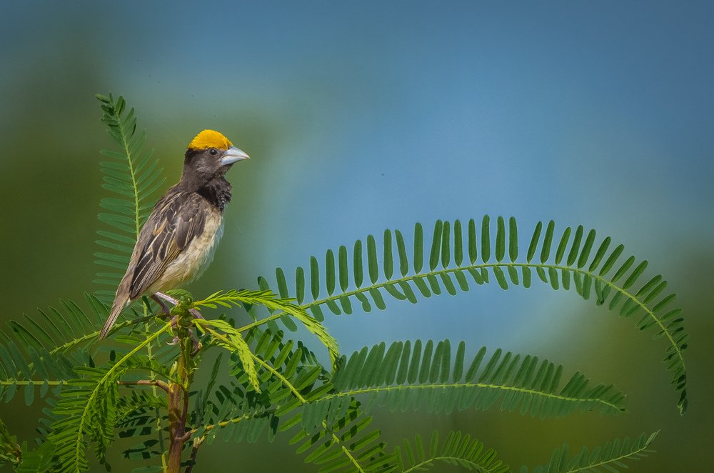 Photograph by Soumendu Das