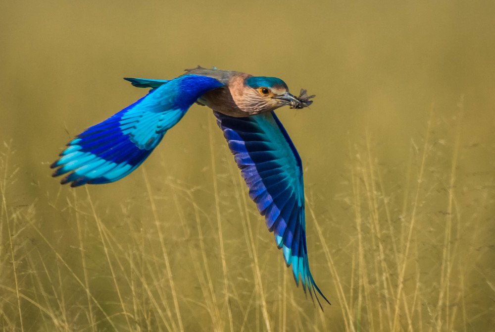 Photograph by Soumendu Das