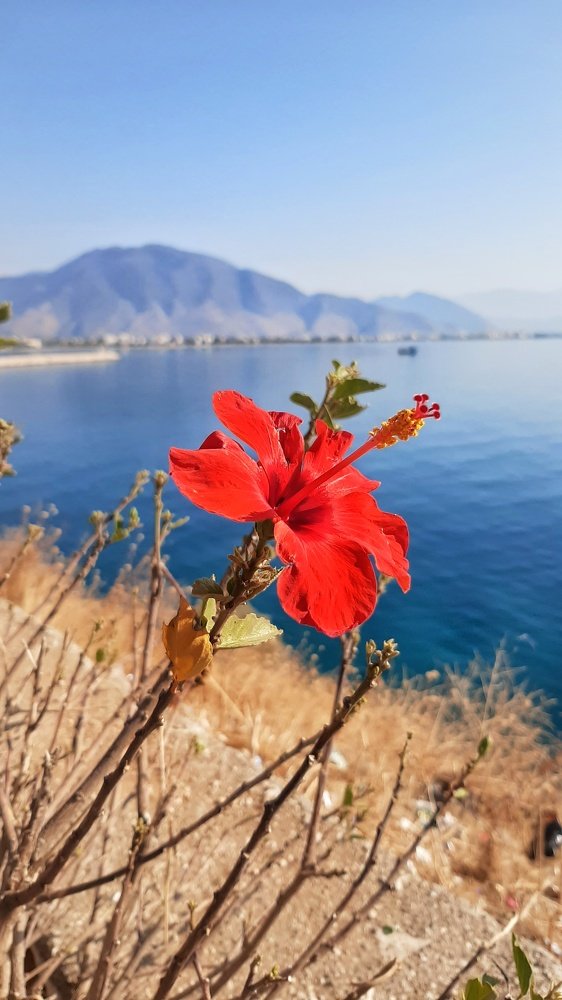 Огненный цветок