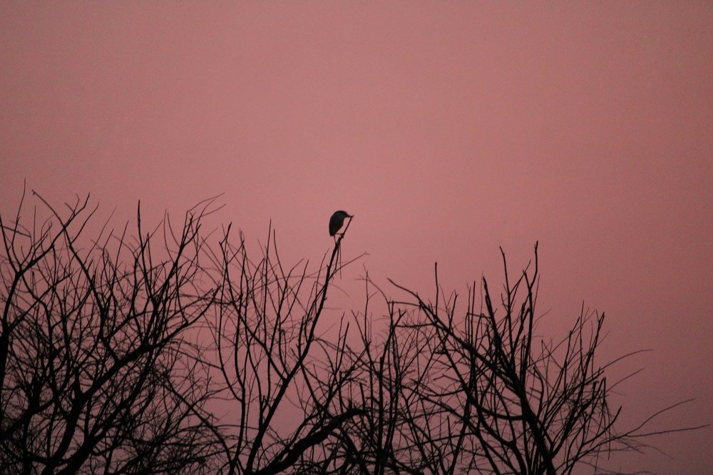 Photograph by Praful Patil