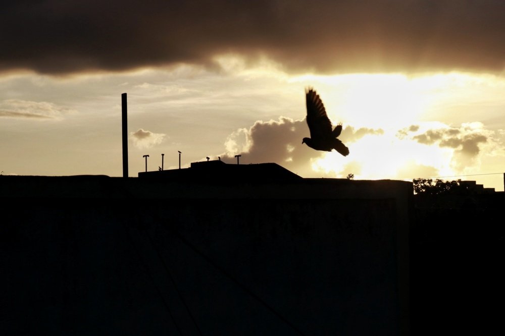 The Free Spirit
