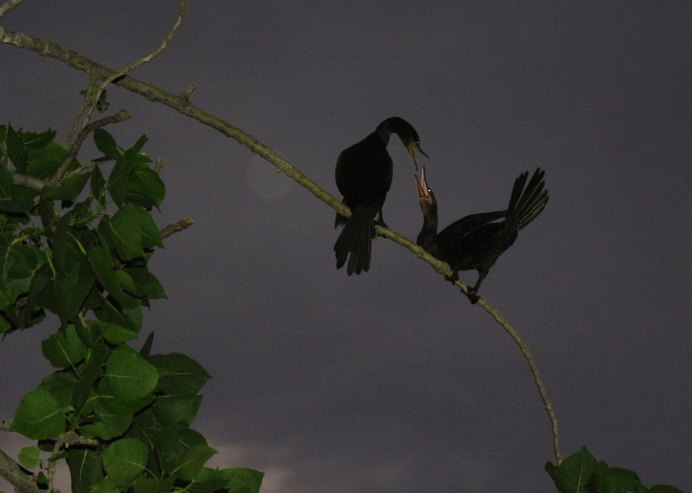 Photograph by Amalia Segovia