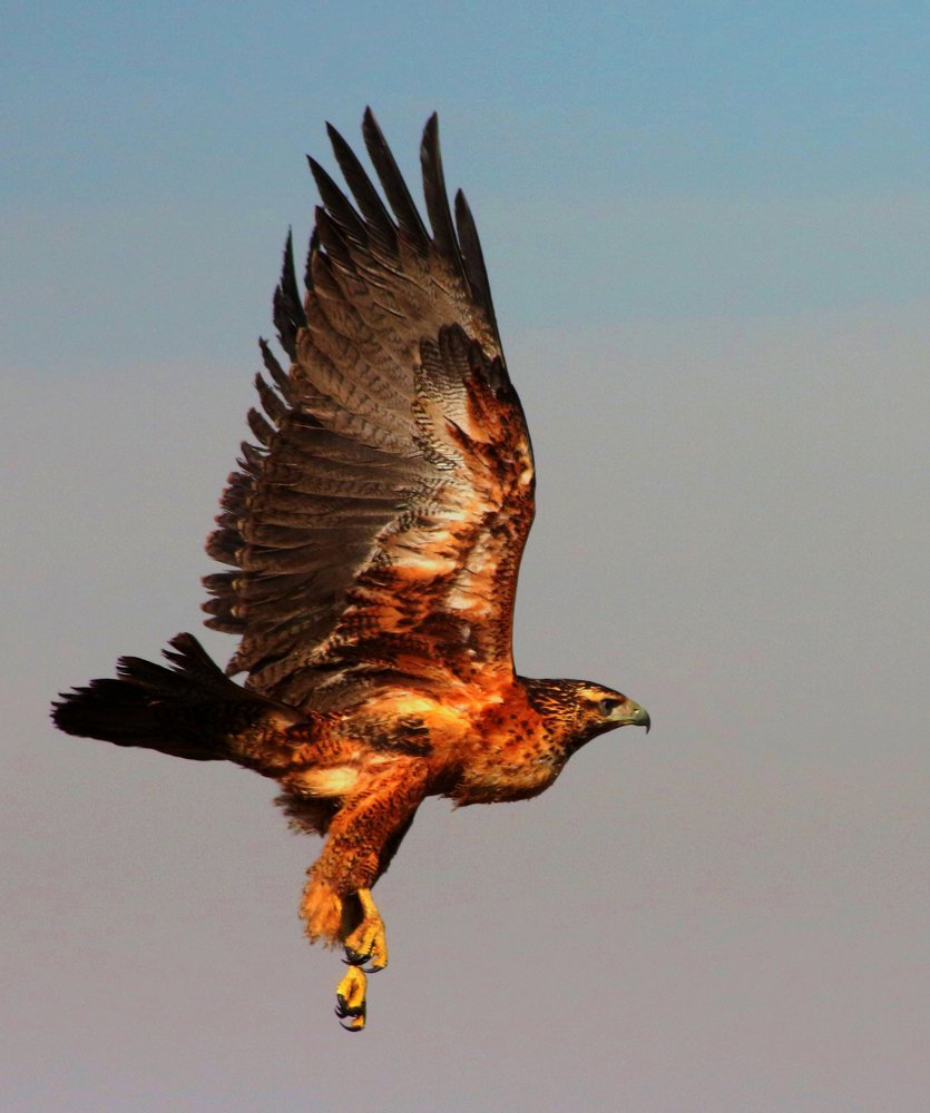 Aguila mora juvenil volando