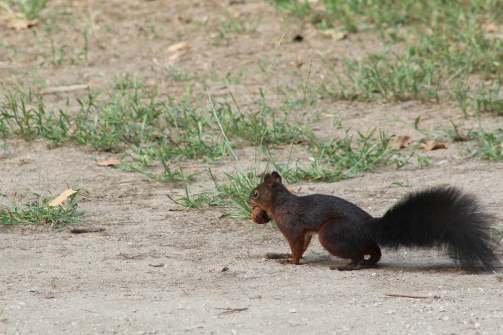 Eurasian red squirrel
