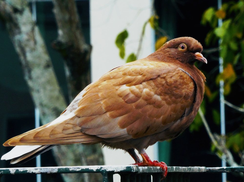 Фотография автора Andre Barbosa