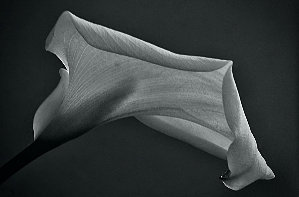 Photograph by Gisela Nunes