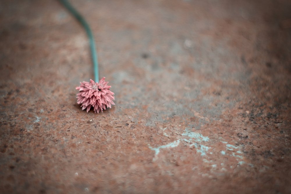Photograph by Эльза