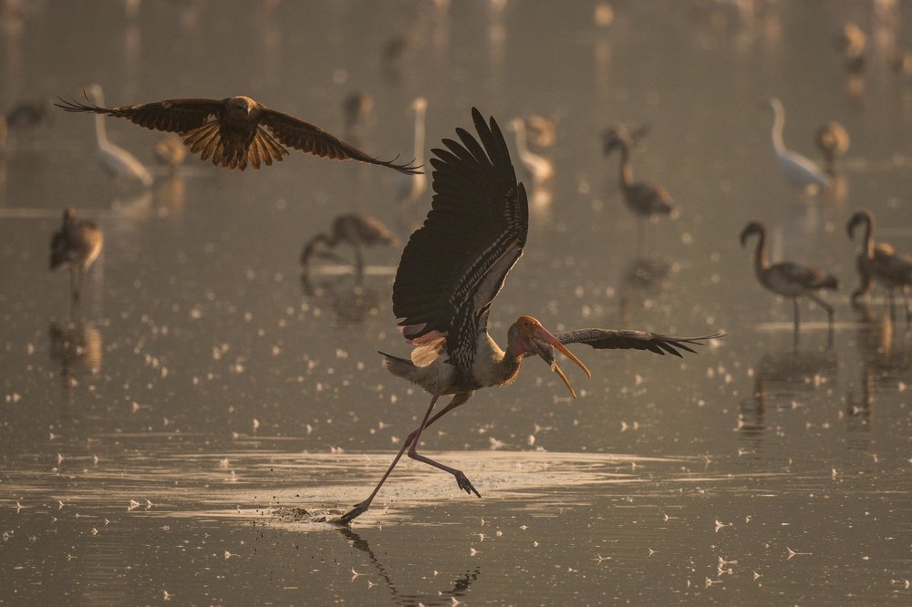 Survival of the fittest!