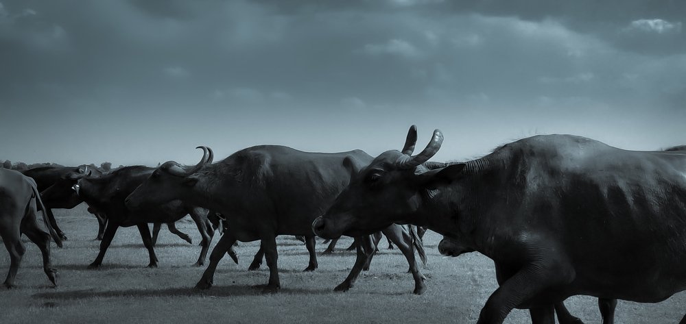 Bisons rush