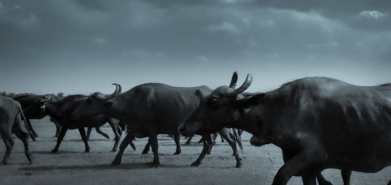 Bisons rush
