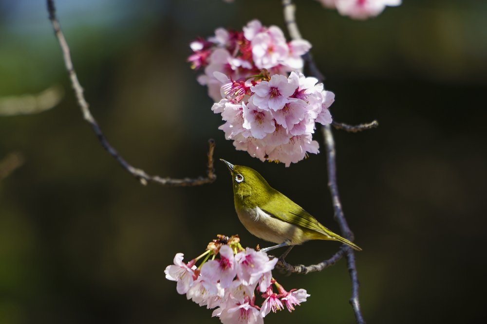 Photograph by Lee Khai