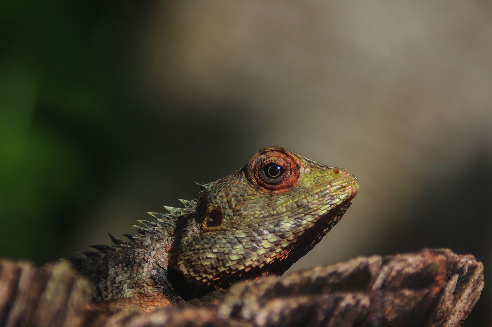 The Leaf-nose Lizard