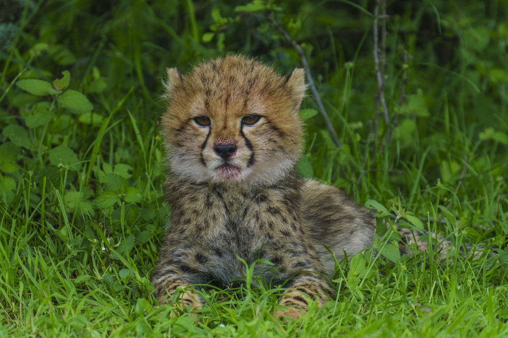 Photograph by Lee Khai