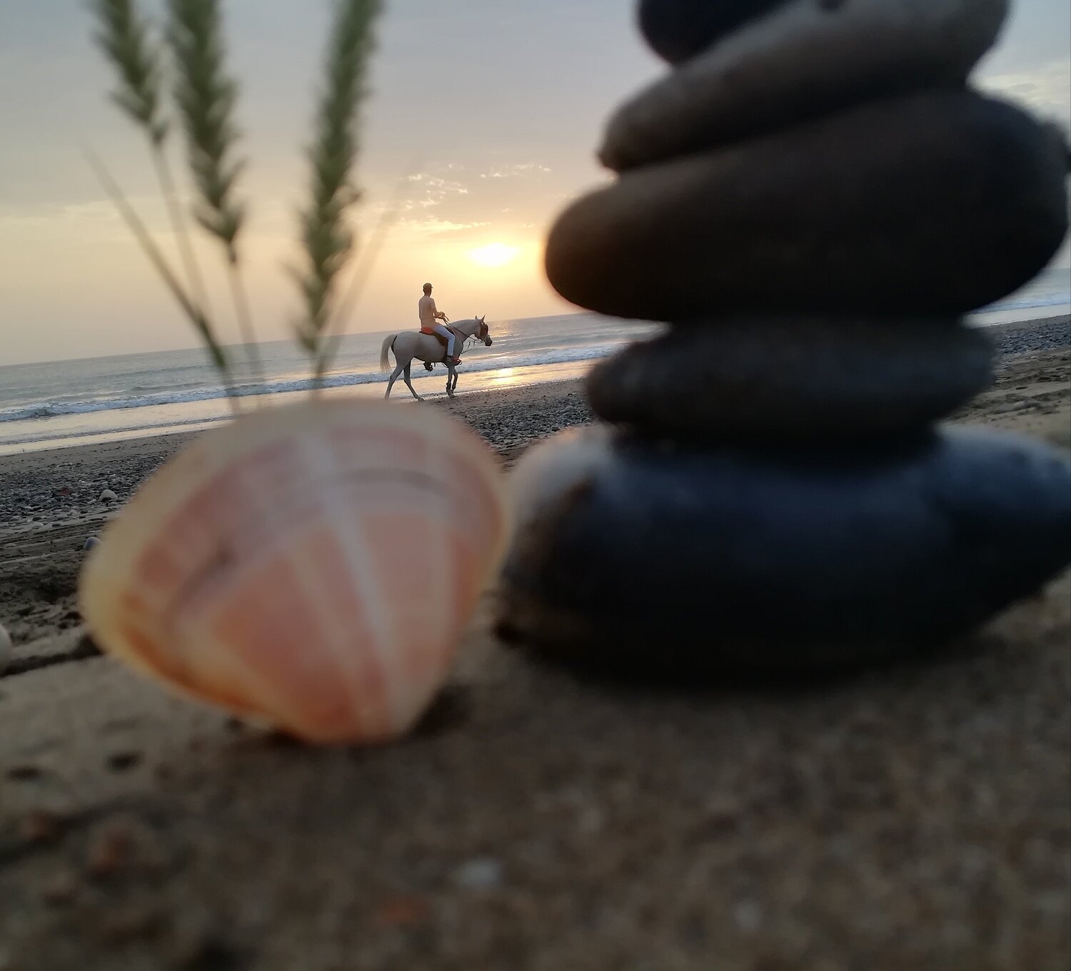 horses